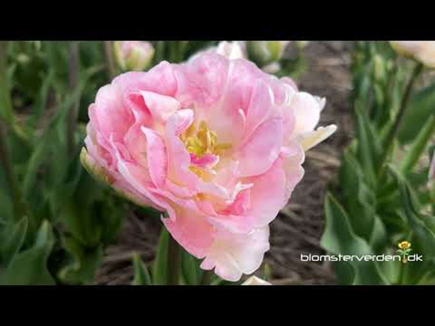 Tulipe 'Angelique'